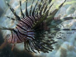 Lion fish-shot snorkeling with late afternoon light. Isle... by Don Bruschera 